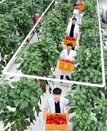 충남 천안시에 위치한 연암대 학생들이 학교에서 운영하는 차세대농업기술센터에서 재배한 파프리카를 들어 보이고 있다. LG 제공