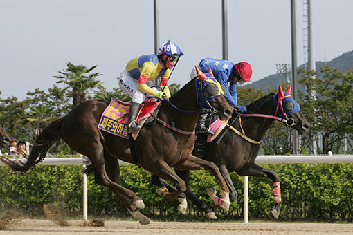 경주마 ‘제주의하늘’이 최우수 국산 3세 암말에게 주어지는 트리플티아라 시리즈 타이틀을 가져갔다. 사진제공｜한국마사회