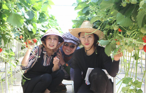 인천 백령도에 하나밖에 없는 딸기농장을 운영하는 ‘섬처녀 농부’ 김을남 씨(오른쪽)가 딸기 수확철인 5월 말 자신의 스마트팜을 찾은 부모와 함께했다. 백령도 연꽃마을 제공