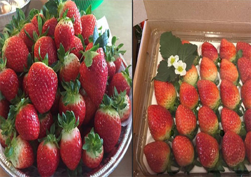 김 씨가 스마트팜에서 생산한 딸기.