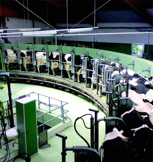 많은 양의 우유를 생산할 수 있게 개량된 젖소는 하루에 약 30∼35L의 우유를 생산한다. 이는 송아지가 필요로 하는 양의 10배가 넘는다. ⓒNamenlos.net(W)