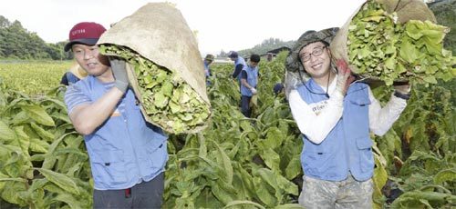 KT&G 직원들이 18일 충남 천안시 잎담배 농가에서 수확을 돕고 있다. KT&G 제공