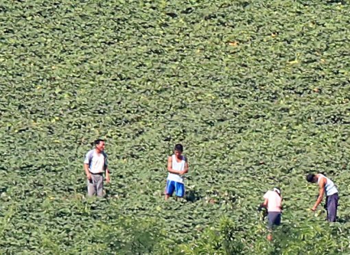 26일 북한이 동해상으로 단거리 미사일로 추정되는 발사체 3발을 발사한 가운데 경기도 파주 판문점 3초소에서 바라본 북한의 기정동 마을 주민들이 밭일을 하고 있다