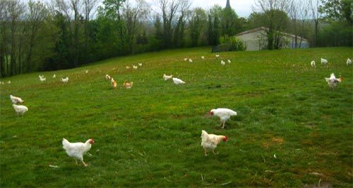 핀란드 반타 지역에 있는 유기농 양계업체 ‘루오무 노카’의 농장. 이곳의 닭들은 언제든지 사육장 밖에 나갈 수 있다. 핀란드에서는
 계란 껍데기에 야외 방목, 실내 방목, 닭장 사육 등을 나타내는 코드를 표시해 소비자들이 닭들의 사육 환경을 알 수 있게 했다.
 루오무 노카 제공