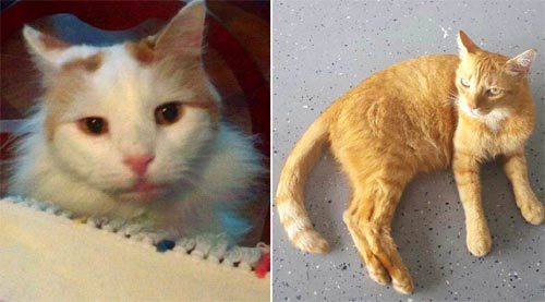 주인에게서 30만 달러(약 3억3810만 원)를 상속 받은 미국 고양이 트로이(왼쪽 사진)와 타이거. 사진 출처 뉴욕포스트 홈페이지
