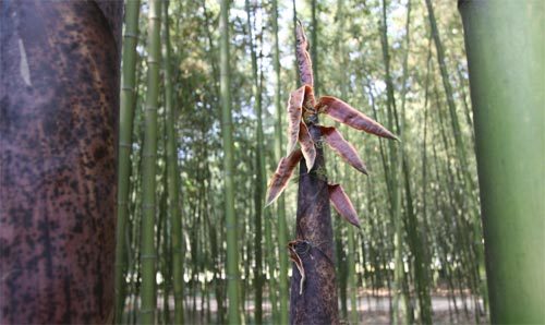 대나무 성장기에는 하루 30cm씩 ‘우후죽순’ 자란다.
