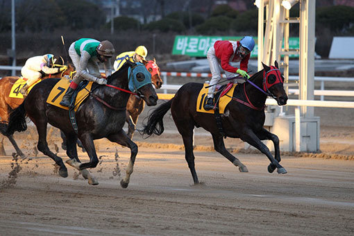 경주마 ‘파랑주의보’(오른쪽)가 17일 렛츠런파크 서울에서 1400m로 펼쳐지는 제11경주에 출전한다. 꾸준히 단거리 경주에 출전해 우승후보로 꼽힌다. 사진제공｜한국마사회