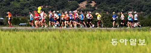 동아일보 2017 공주백제마라톤 대회 참가자들이 17일 페이스메이커를 뒤따라 공주의 황금빛 가을 들판을 가로지르고 있다. 공주=장승윤 기자 tomato99@donga.com