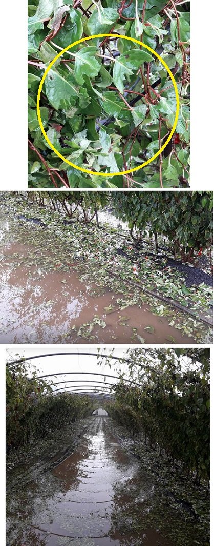 사진=소셜미디어 게시물