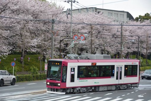 도쿄 외곽 12.2km 구간을 운행하는 노면전차 ‘도덴아라카와선’ 열차가 아라카와구의 벚꽃길을 달리고 
있다. 도쿄도는 올 4월 아라카와선의 별칭을 ‘도쿄 사쿠라트램’으로 정하고 시내 모든 안내물의 노선 명칭을 별칭으로 바꾸는 등 
관광수요 유치에 나섰다. 도쿄도 교통국 제공