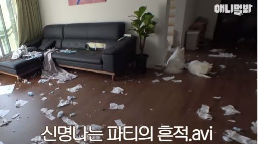 SBS TV동물농장x애니멀봐 공식 유튜브