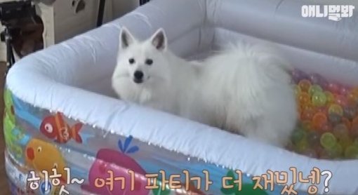 SBS TV동물농장x애니멀봐 공식 유튜브