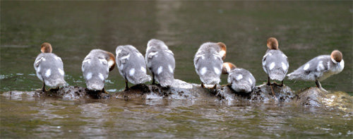 사냥을 끝내고 줄지어 바위 위에 앉아 깃털을 다듬으며 쉬고 있는 어린 호사비오리들. 글항아리 제공