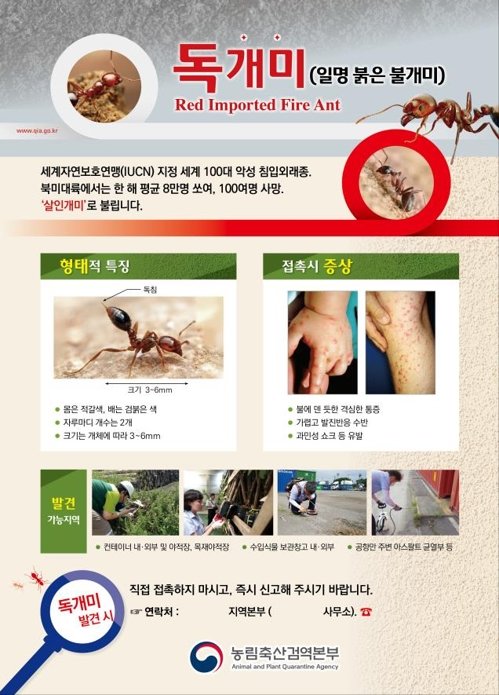 살인 개미  ‘붉은 독개미’ 확산 공포…물렸을 때의 조치 방법은?
