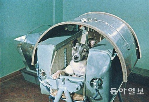 스푸트니크 2호에 실린 개 라이카. 우주로 날아간 첫 생명체였다. 동아일보DB