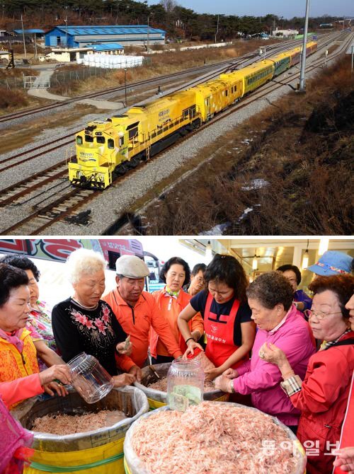 코레일은 19일부터 22일까지 충남 홍성군 광천읍에서 열리는 광천토굴새우젓 광천김대축제장에서 주변 관광지와 김장을 담글 수 있는 관광열차를 운행한다. 이기진 기자 doyoce@donga.com