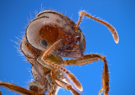 국내에서 지난달 28일 처음 발견된 붉은불개미는 독성을 지녀 사람과 동식물에게 해를 끼친다. 하지만 곤충의 세계에서는 그보다 독성이 강한 종이 많다. 사진 출처 위키미디어