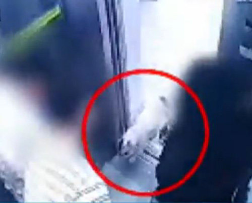 최시원 씨의 프렌치 불도그가 엘리베이터로 들어와 김 씨(왼쪽) 쪽으로 향하고 있다. 프렌치불도그 SBS 화면 캡쳐