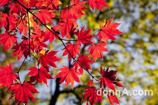 ▲ 한창 단풍이 만발한 설악산을 필두로 오대산, 치악산 등이 사시사철 꾸준한 인기를 누리고 있는 천혜의 자연을 지닌 관광 명소다.