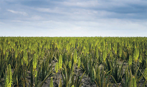‘Aloe Plantation Belt’ 는 적도에서 북회귀선 사이에 위치한 지역으로 최상의 알로에 재배지를 의미한다. 유니베라제공