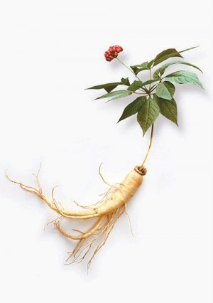 홍삼은 뿌리부터 열매까지 영양 성분이 풍부해 환절기 면역력을 높이는 건강식품으로 알려져 있다. 아모레퍼시픽 제공