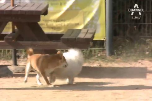 사진=채널A 캡처