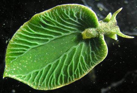 해양생물인 푸른민달팽이는 생김새도 나뭇잎과 유사하고 식물처럼 광합성도 한다. 사진 출처 플리커