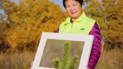 중국의 67세 여성 이지에팡은 교통사고로 잃은 아들의 못다 이룬 꿈을 위해 12년간 내몽골 사막에 200만 그루의 나무를 심었다. 사진 출처｜챠챠의 깜놀TV 화면 캡처