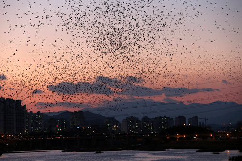 울산 태화강변의 떼까마귀 군무. 10월부터 이듬해 2월까지 태화강변에는 떼까마귀 수만 마리가 몰려든다. 떼까마귀는 낮 동안 먹이 활동을 마치고 태화강 대숲으로 잠자리에 들기 전에 군무를 펼친다. 울산시 제공