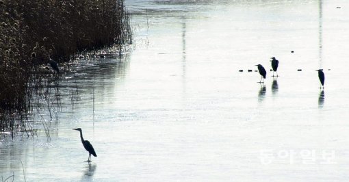꽁꽁 얼어 붙은 낙동강 위를 걷고 있는 새들. 사진 제공 동아일보DB