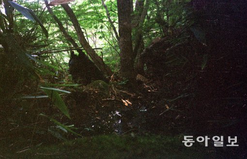 국립공원관리공단이 2002년 무인카메라로 촬영한 야생 반달가슴곰의 모습. 동아일보DB