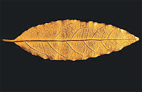 나폴레옹 대관식용 왕관 잎사귀 62만5000유로 (약 8억1250만 원)
