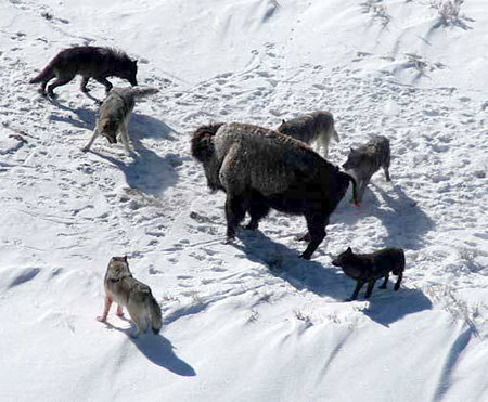 늑대는 집단 공격으로 체중이 1t 가까이 나가는 들소에게도 덤벼든다. 늑대 무리가 아메리카들소와 대치하고 있는 모습. 출처 위키피디아