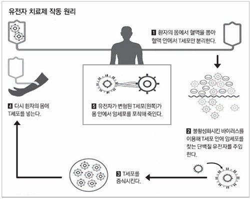 세포 안에 유전자 직접 전달… 암 근본적으로 잡는다