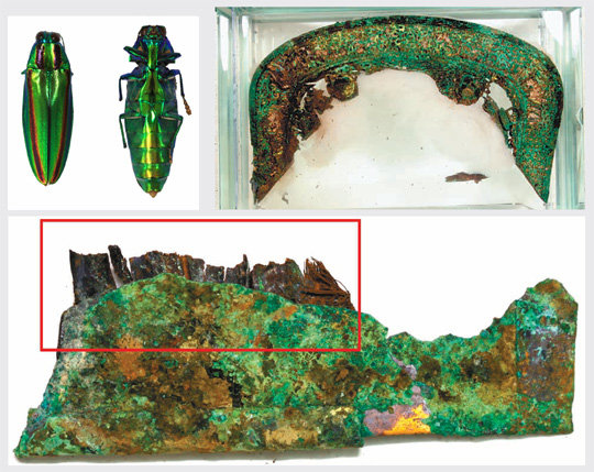 경주 금관총 출토 말다래 조각(아래쪽 사진)에서 발견된 ‘비단벌레 날개 장식(붉은색 실선 안)’. 비단벌레(위쪽사진 왼쪽)는 온몸에서 무지개 빛을 뿜어내는 희귀 곤충으로, 신라인들이 최고급 마구에 장식품으로 사용했다. 1975년 황남대총에서 비단벌레 날개로 장식한 ‘안장 뒷가리개’(위쪽 사진 오른쪽)가 출토됐다. 국립경주박물관 제공