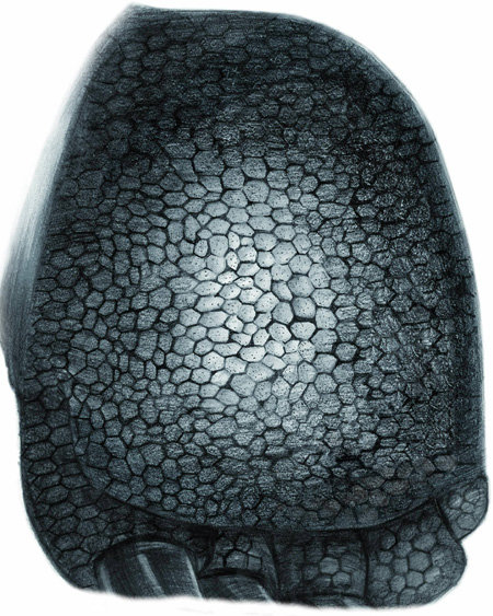 1억 년 전 백악기 당시 한반도 남부에 살았던 용각류 공룡의 발바닥을 재현한 모습. 사이언티픽 리포츠 제공