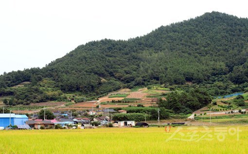 망매산은 어머니의 품처럼 넓다. 예부터 왜군의 잦은 침략에도 마을 사람들을 지켜준 든든한 산이다. 고흥｜김민성 기자 marineboy@donga.com