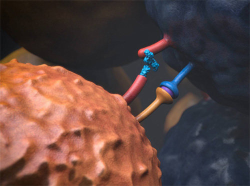 면역세포(왼쪽)와 암세포(오른쪽)가 결합한 모습을 나타낸 그림. 암세포는 면역세포와 결합함으로써 면역세포의 기능을 떨어뜨리는데, 면역관문억제제가 그 과정을 방해해 암 퇴치를 돕는다. 네덜란드암연구소 제공