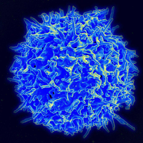 인간의 면역세포 중 하나인 T세포. 3세대 항암치료제인 면역치료제에서 중요한 역할을 한다. 사진 출처 미국국립보건원 국립알레르기및감염병연구소