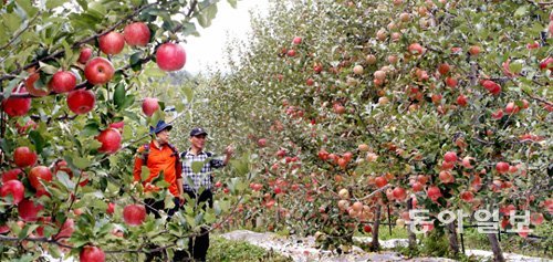 한국인이 가장 즐겨 먹는 과일 중 하나인 사과. 기온 상승으로 20∼30년 후에는 아열대성 과일을 국내에서 재배하고 먹게 될지도 모른다. 동아일보DB