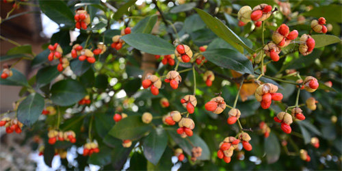 올곧음을 상징하는 사철나무는 추운 겨울에 열매를 터뜨리고 다홍색 씨를 내보인다.