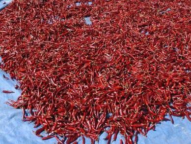 해당 사진은 기사와 관련 없음(고추=동아일보DB)