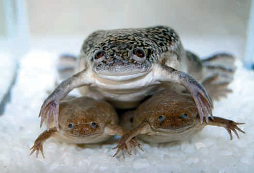 아프리카 발톱 개구리(위)와 서양 발톱 개구리. 사진 출처 네이처