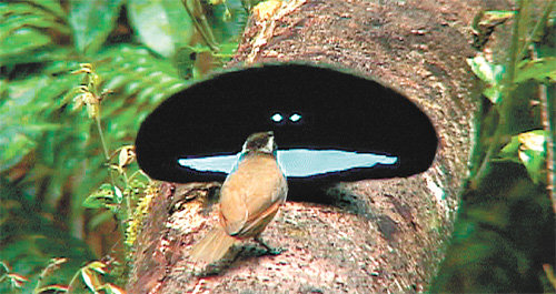 수컷 최고극락조가 암컷(갈색) 앞에서 스마일 마크를 닮은 무늬를 보이고 있다. 파란색을 강조하기위해 극단적으로 배경색이 어둡다. 에드 숄스 제공