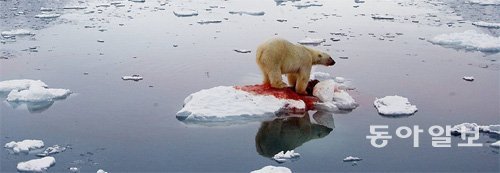 물개를 먹는 북극곰. ‘얼어붙은 바다’에서 선원들은 털가죽을 갖기 위해 북극곰을 사냥하다 목숨을 잃기도 한다. 동아일보DB