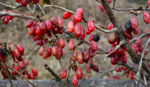 산수유 열매는 단풍과 함께 늦가을을 붉게 물들인다.