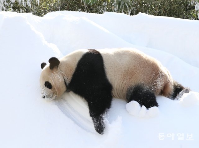 25일 에버랜드 판다곰이 눈 밭에서 장난을 치고 있다.