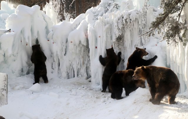 불곰들이 에버랜드 사파리에 조성된 인공빙벽 앞에 서서 먹이를 찾고 있다.