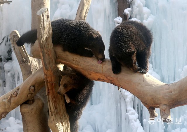 아기불곰들이 나무위에 발라져 있는 ‘꿀’을 먹고 있다.