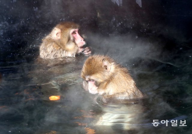 ‘아 좋다’. 원숭이 두마리가 따뜻한 물 속에 들어가 먹이를 먹고있다.